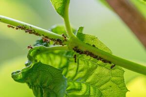 Blattläuse und Ameisen auf Jasmin Pflanze foto