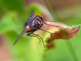 fliegen Insekt auf Blatt schließen oben foto