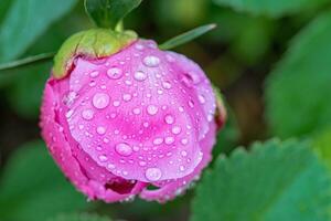 Pfingstrose Blume mit Regen fallen foto