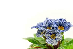 Blau Primel Blume auf Weiß Hintergrund foto