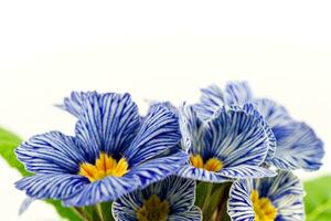 Blau Primel Blume auf Weiß Hintergrund foto