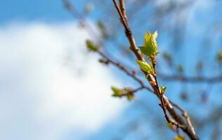 jung Blätter auf Ast. Frühling Hintergrund foto