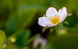 Erdbeere Pflanze Weiß Blumen blühen foto