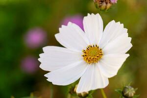 Weiß Cosmo Blume schließen oben foto