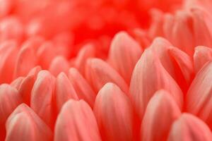 Gerbera Blütenblätter Hintergrund foto