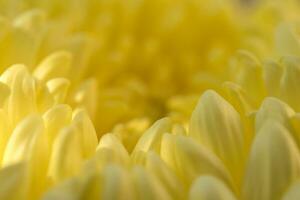 Gelb Gänseblümchen Gerbera Blume Hintergrund foto