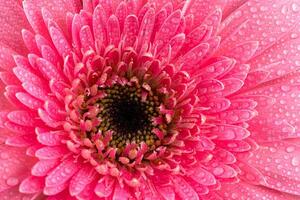 Rosa Gänseblümchen Gerbera Blume foto