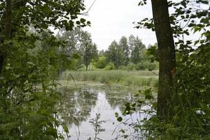 schönes Gras-Sumpf-Schilf wächst am Ufer-Reservoir foto