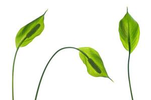Spathiphyllum Pflanze im Vorderseite von Weiß Hintergrund foto