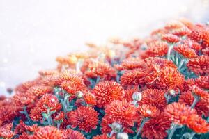 bunte Chrysanthemenblumen auf einem Hintergrund der Herbstlandschaft foto