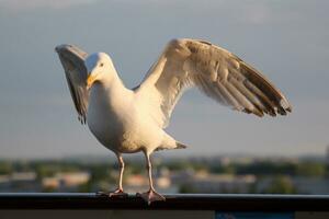 Vögel auf das Ufer von das Mittelmeer Meer im Nord Israel foto