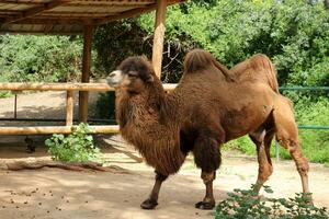 Tiere Leben im ein Zoo im Israel foto