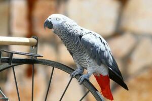 Vögel auf ein Spielplatz im ein Stadt Park im Nord Israel foto