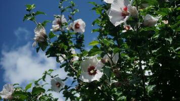 Schneewittchen Blumen auf ein Baum foto