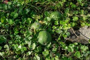 Grün Feijoa Obst auf das Boden im das Grün Gras. foto