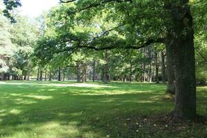 Bäume im Parks auf sonnig Tage foto