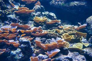 beim das Paris Aquarium Sie werden entdecken das größte Leben Bauherren von unser Planet. diese sind Riffbau Korallen. Primitive, kolonial Tiere, deren Basic Einheit ist das Polyp, ein nett von Anemone foto