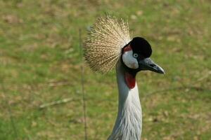 National Vogel von Uganda, grau gekrönt Kran Kopf Nahansicht im das Paris zoologisch Park, früher bekannt wie das bois de Vincennes, 12 .. Arrondissement von Paris, welche Abdeckungen ein Bereich von 14.5 Hektar foto