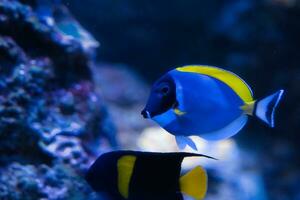 Paris Aquarium, Blau Doktorfisch, Pulver Blau Seetang und puderblau Doktorfisch, ist ein Spezies von Marine Rochenflosser Fisch Zugehörigkeit zu das Familie Acanthuridae, diese Spezies ist gefunden im das indisch Ozean foto