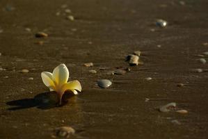 Frangipani-Blumen fallen auf den Sandstrand mit Felsen und Muscheln foto