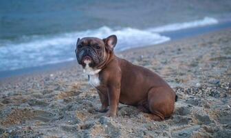 Französisch Bulldogge sitzt auf das Sand auf das Strand im das Abend. Reisen mit Haustiere foto