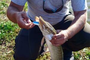 Fischer ist halten ein groß frisches Wasser Pike mit ein Löffel im es ist Mund esox Lucius. Angeln Konzept, gut fangen. Pike Kopf mit Nahaufnahme, Kugeln, Löffel foto