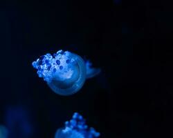 Paris Aquarium, Stomolophus meleagris, Maße zwischen 15 zu 18cm, das Cnidrin ist einfarbig mit vorherrschend Blau und Weiß foto