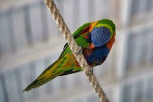 Jardine d'akklimatisierung, Frankreich, Regenbogen Lorikeet, ist ein Spezies von Papagei gefunden im Australien. es ist verbreitet entlang das östlichen Küste, von Nord Queensland zu Süd Australien. foto