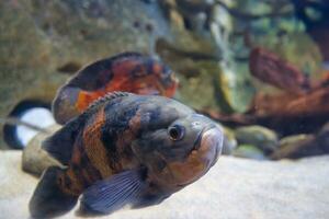 Paris Aquarium, Frankreich, das Oscar ist ein Spezies von Fisch von das Buntbarsch Familie bekannt unter ein Vielfalt von verbreitet Namen, einschließlich Tiger Oscar, Samt Buntbarsch, und Marmor Buntbarsch foto