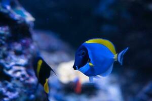 Paris Aquarium, Blau Doktorfisch, Pulver Blau Seetang und puderblau Doktorfisch, ist ein Spezies von Marine Rochenflosser Fisch Zugehörigkeit zu das Familie Acanthuridae, diese Spezies ist gefunden im das indisch Ozean foto