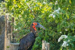 Süd- Boden Nashornvogel im das Paris zoologisch Park, früher bekannt wie das bois de Vincennes, 12 .. Arrondissement von Paris, welche Abdeckungen ein Bereich von 14.5 Hektar foto