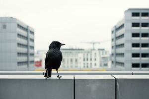 ein schwarz Vogel Stehen auf ein Leiste im Vorderseite von ein Gebäude generativ ai foto