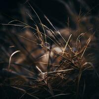 ein schließen oben von etwas trocken Gras im das dunkel generativ ai foto