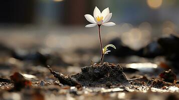 ein Single Weiß Blume ist wachsend aus von das Boden generativ ai foto