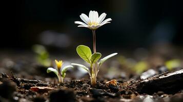 ein klein Weiß Blume ist wachsend aus von das Boden generativ ai foto