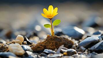 ein klein Gelb Blume ist wachsend aus von ein Felsen generativ ai foto