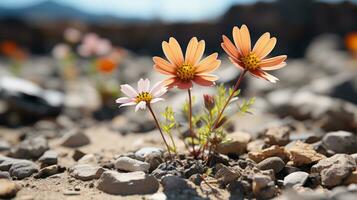 zwei Orange Blumen wachsen aus von das Boden im das Wüste generativ ai foto