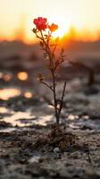 ein rot Blume wachsend aus von das Boden beim Sonnenuntergang generativ ai foto