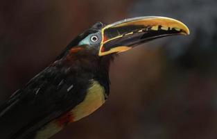 Aracari mit Kastanienohren foto