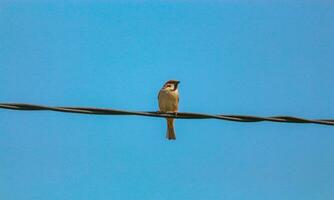 ein Spatz ist thront auf ein elektrisch Kabel gegen das Blau Himmel foto