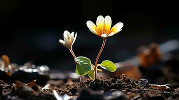 zwei klein Blumen wachsend aus von das Boden generativ ai foto