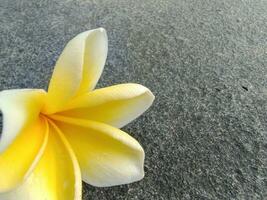 Gelb Frangipani Blume liegt im ästhetisch eben Felsen foto