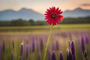 ein Single rot Blume steht im Vorderseite von ein Feld von lila Blumen. KI-generiert foto