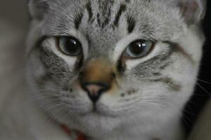 Porträt von ein inländisch kurzes Haar Tabby Katze Gesicht foto