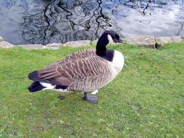 Ente am Teich foto