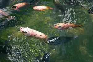 schließen oben von verschiedene Koi Fisch Schwimmen im ein Teich. Schön, exotisch, bunt, Bokeh Hintergründe. foto