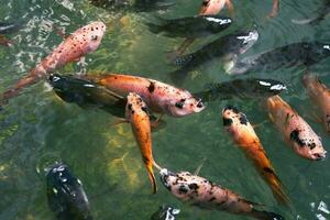 schließen oben von verschiedene Koi Fisch Schwimmen im ein Teich. Schön, exotisch, bunt, Bokeh Hintergründe. foto