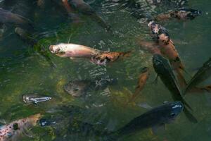 schließen oben von verschiedene Koi Fisch Schwimmen im ein Teich. Schön, exotisch, bunt, Bokeh Hintergründe. foto