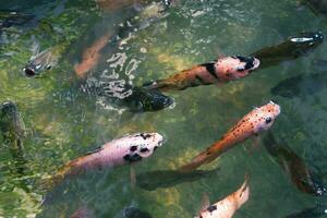 schließen oben von verschiedene Koi Fisch Schwimmen im ein Teich. Schön, exotisch, bunt, Bokeh Hintergründe. foto