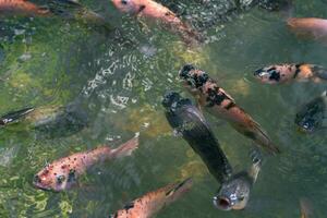 schließen oben von verschiedene Koi Fisch Schwimmen im ein Teich. Schön, exotisch, bunt, Bokeh Hintergründe. foto